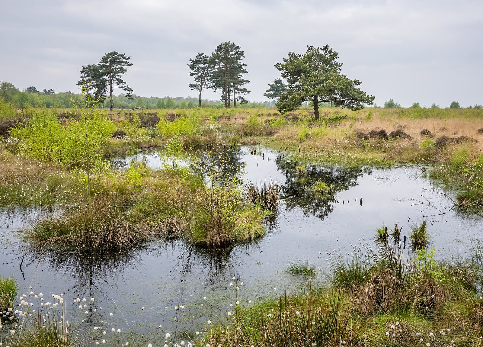 Ostercappeln_-_Venne_-_Venner_Moor_11.jpg